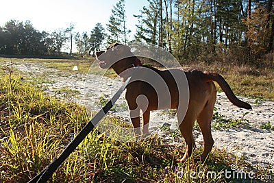 Treeing Cur dog checks the sky while on a leash Stock Photo